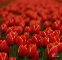 Езикът на цветята - ето как да разгадаете посланието им на 8 март