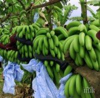 ЗНАЕТЕ ЛИ, ЧЕ! Бананите не растат по дърветата, храсти са