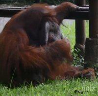 КУРИОЗ! Орангутан пушач стана сензация в интернет