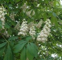 С грижа за природата: Кампания по засаждане на дръвчета в Асеновград