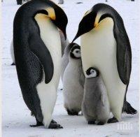 Императорски пингвини си направиха селфи в Антарктида