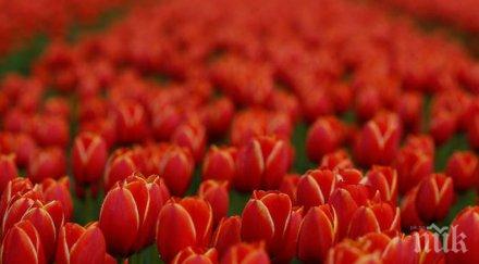 езикът цветята разгадаете посланието март