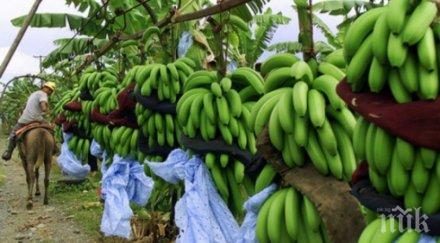 знаете бананите растат дърветата храсти