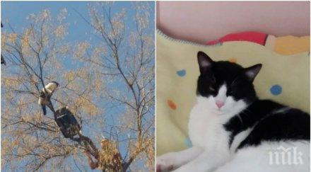 алпинист измина 300 спаси коте