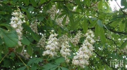 грижа природата кампания засаждане дръвчета асеновград