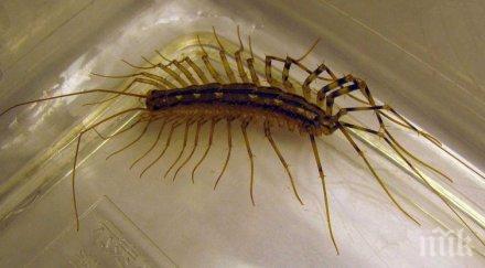 важно никога убивате домашните стоножки