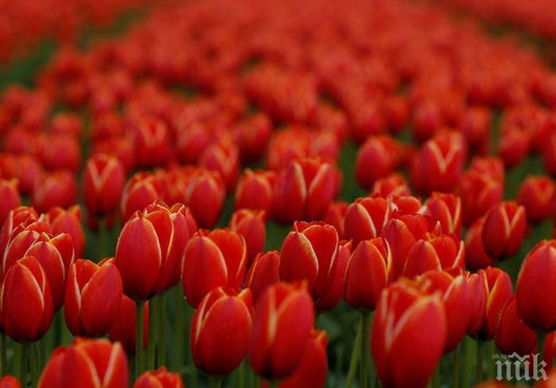 Езикът на цветята - ето как да разгадаете посланието им на 8 март
