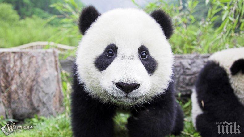 Китай ще създаде гигантски панда парк, три пъти по-голям от Йелоустоун
