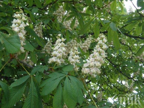 С грижа за природата: Кампания по засаждане на дръвчета в Асеновград