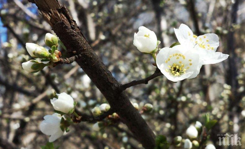 ВАДЕТЕ КЪСИТЕ РЪКАВИ! Истинска пролет се развихря през уикенда - термометърът скача до 20 градуса