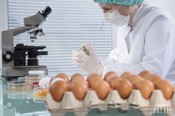 Хиляди яйца конфискувани заради птичи грип