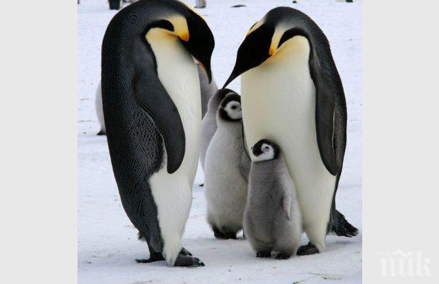 Императорски пингвини си направиха селфи в Антарктида