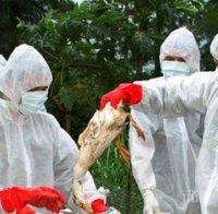 СКАНДАЛ! Екорекетьори с атентат срещу българския бизнес?! Незаконни пилета сеят птичи грип и спират износа, БАБХ спаси страната от епидемия със спешни мерки