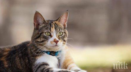 котка спаси стопаните пожар