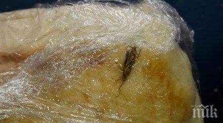 гнус сандвич бонус хлебарка снимки