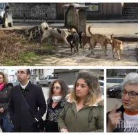 Берковица настръхна след жестоката смърт на баба Йорданка! Бездомни кучета властват по улиците (СНИМКИ)
