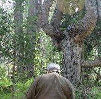 Вековният черен бор, известен като Лирата на Орфей, вече е защитено дърво