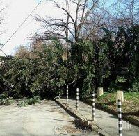 ВНИМАНИЕ! Ураганният вятър събори дърво в столичен парк (СНИМКИ/ОБНОВЕНА)
