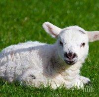 КУРИОЗ! Агне се роди с тегло три пъти над нормалното