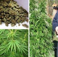 Удар! Задържаха 686 килограма марихуана в Албания