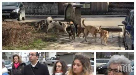 берковица настръхна жестоката смърт баба йорданка бездомни кучета властват улиците снимки