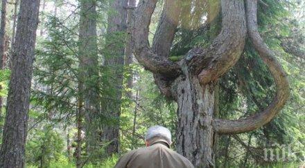 вековният черен бор известен лирата орфей вече защитено дърво