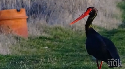 уникално черен щъркел българия снимка