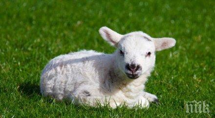 куриоз агне роди тегло три нормалното