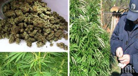 удар задържаха 686 килограма марихуана албания