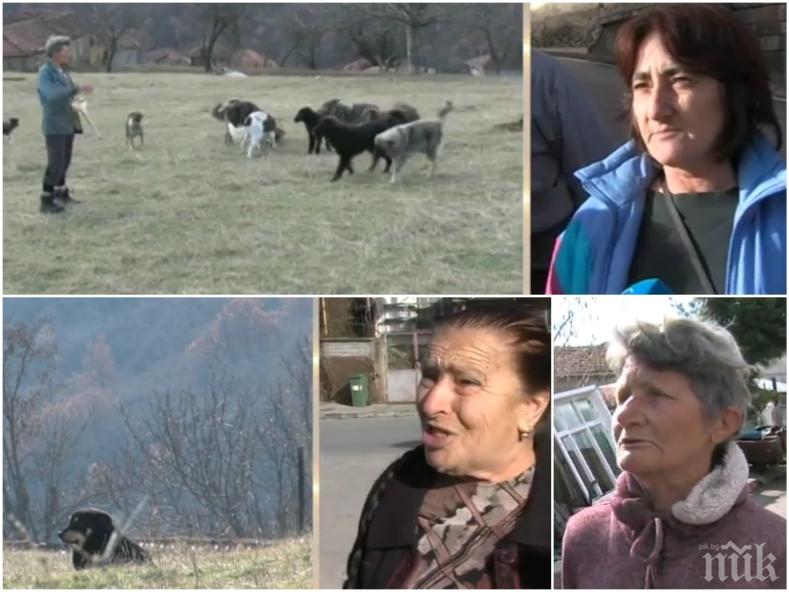 Благоевградско село под терор на глутница кучета