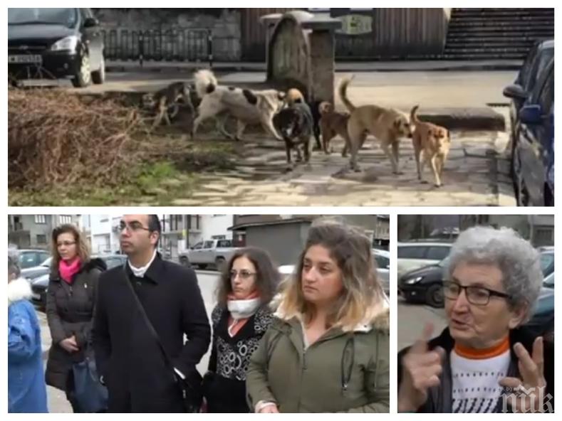 Берковица настръхна след жестоката смърт на баба Йорданка! Бездомни кучета властват по улиците (СНИМКИ)