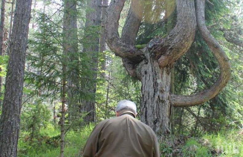 Вековният черен бор, известен като Лирата на Орфей, вече е защитено дърво