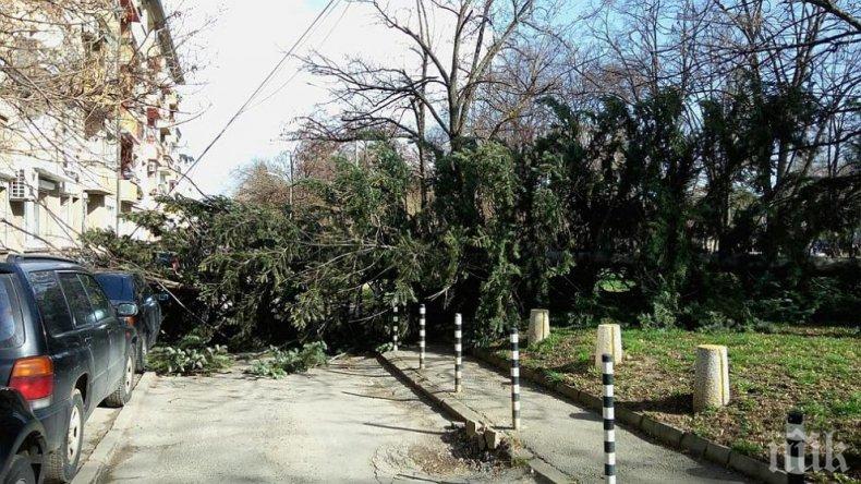 ВНИМАНИЕ! Ураганният вятър събори дърво в столичен парк (СНИМКИ/ОБНОВЕНА)