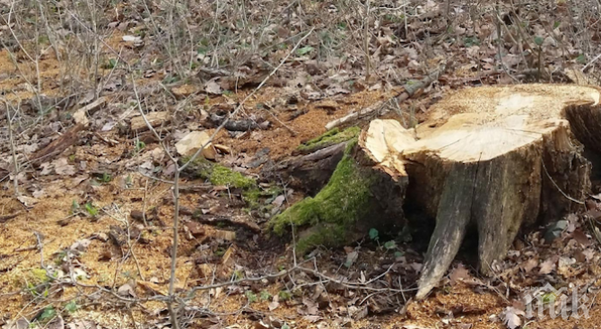 В КРАЧКА! Хванаха мургаво трио с брадви да повалят дървета край Марица