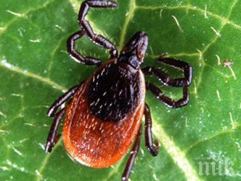 ВНИМАНИЕ! Кърлежите започнаха да хапят