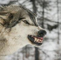 Вълци нападнаха ардинско село