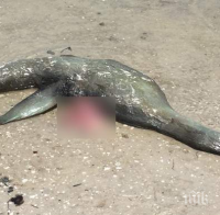 СЕНЗАЦИЯ! Чудовището Неси изплува на остров Сен Симон (ВИДЕО/СНИМКИ)