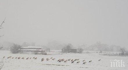 десетки щъркели бедстват айтос снимки