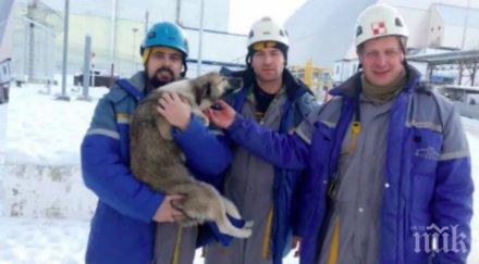 трогне сълзи работници влязоха чернобилския саркофаг спасят куче видео