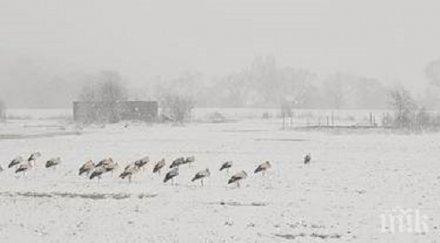 кметът айтос прати екип спасява щъркелите