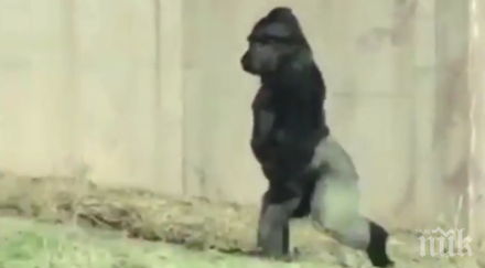 уникум горила ходи два крака изпитвала ужас мръсни ръце видео