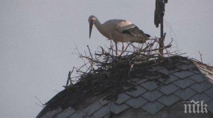 инат упорит щъркел построи второ гнездо църква старозагорско