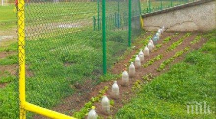 засадиха марули лук тъча стадион марица казан ракия снимки