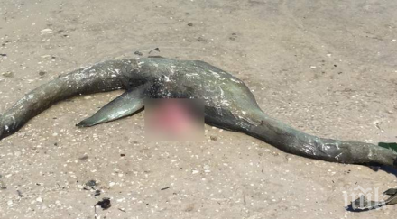 сензация чудовището неси изплува остров сен симон видео снимки