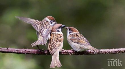 броим врабчетата