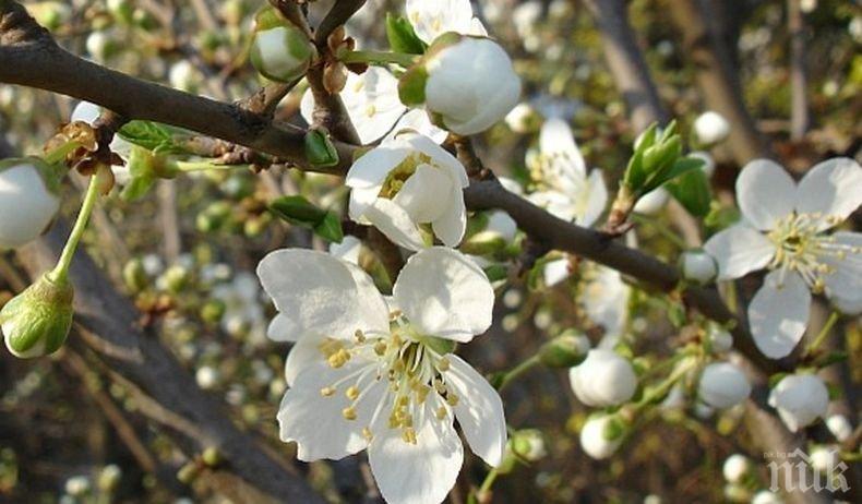 Днес настъпва астрономическата пролет