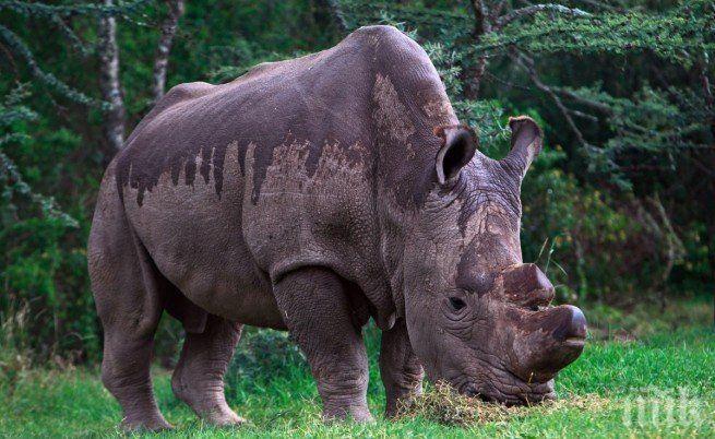 Почина последният мъжки бял носорог в света