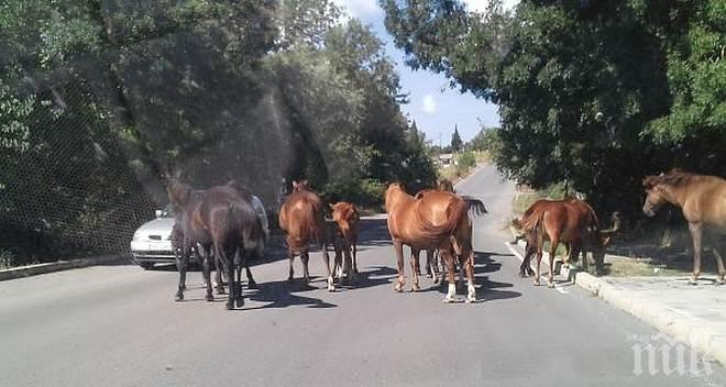 Стадо коне прегазиха ауди край Пловдив