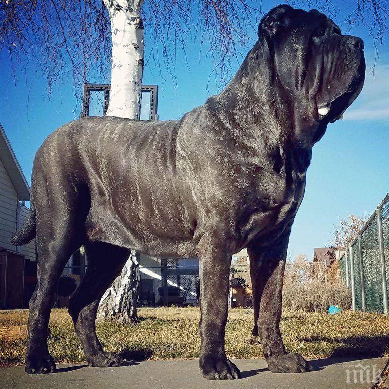 ШОК! Най-голямото куче в света тежи над 80 кг на 9 месеца