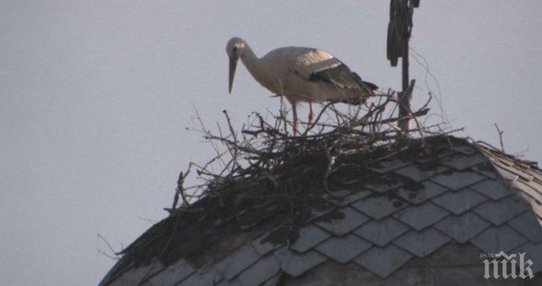 НА ИНАТ! Упорит щъркел си построи второ гнездо върху църква в Старозагорско
